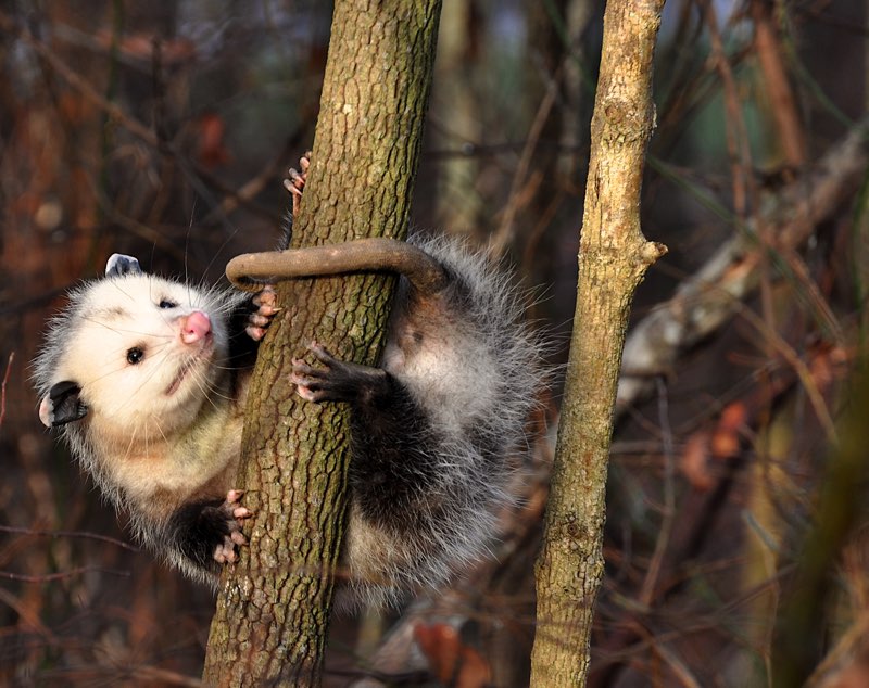 T he Virginia Opossum has white fur on its face and gray fur everywhere but on - photo 8