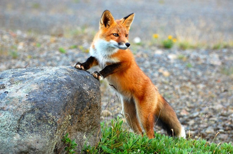 T he Red Fox has reddish fur on its back and white or gray fur on its underside - photo 3