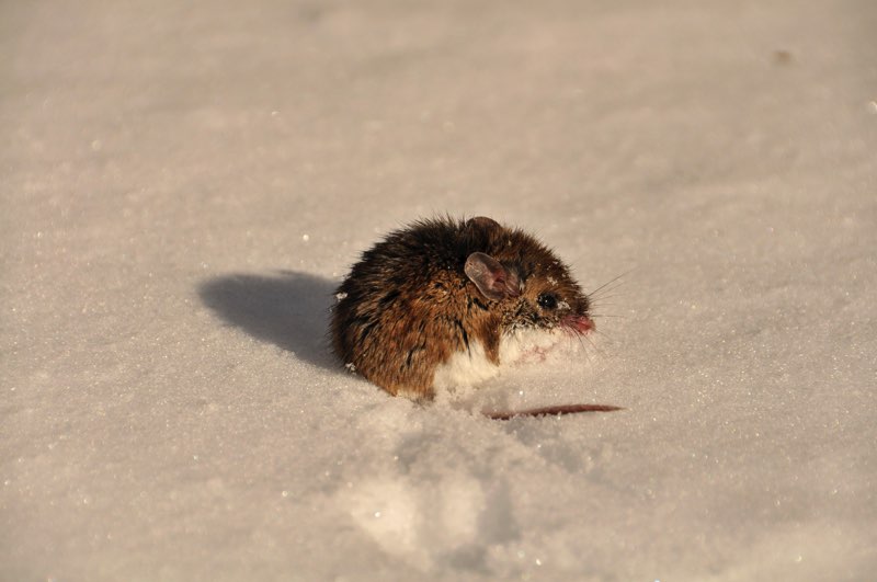 T he Deer Mouse ranges in color from gray to reddish-brown with a white belly - photo 10