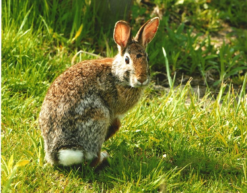 T he Eastern Cottontail has brownish-gray fur on its back and a white belly - photo 9