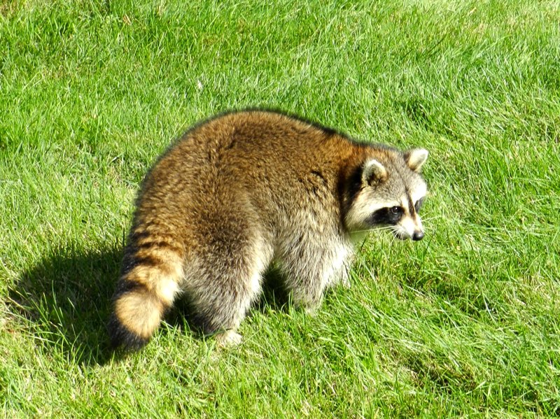 T he Raccoon has fur that can range from reddish-brown to gray with a - photo 4