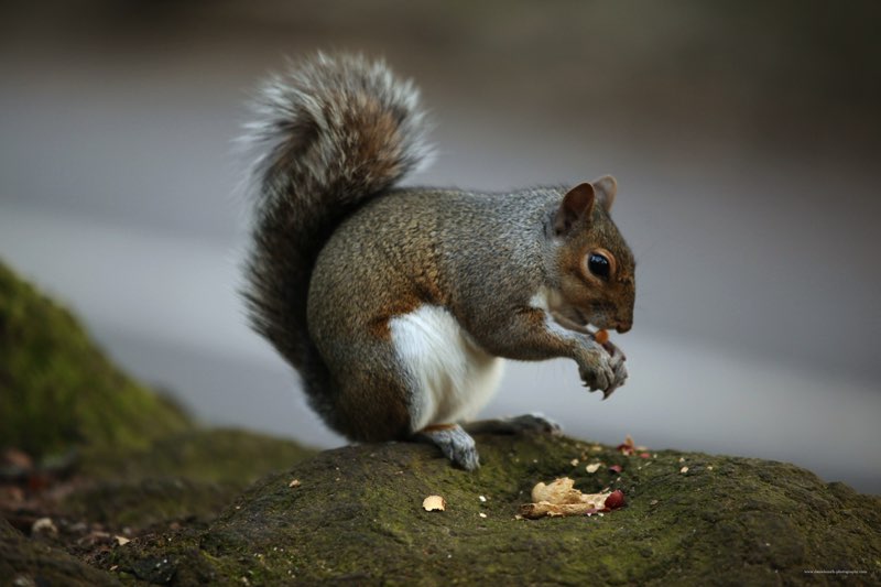 T he Eastern Gray Squirrel has gray fur on its back and a white belly There is - photo 2