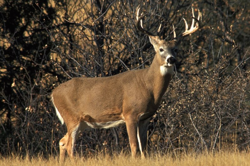 T he White -tailed Deer has a reddish-brown coat in the summer that fades to a - photo 6