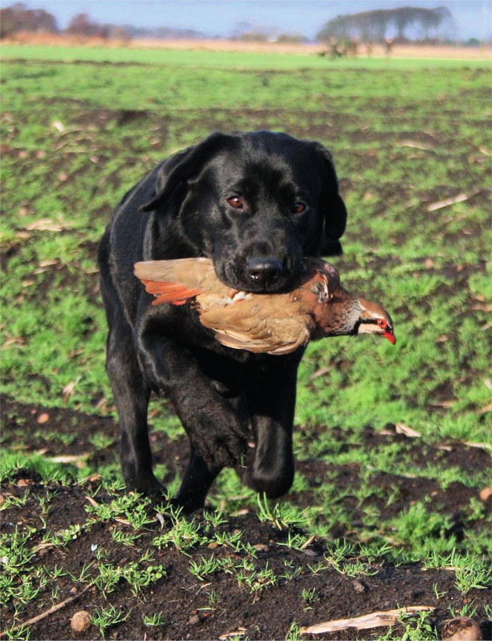 T HE LABRADOR RETRIEVER versatile adaptable intelligent dependable No - photo 2