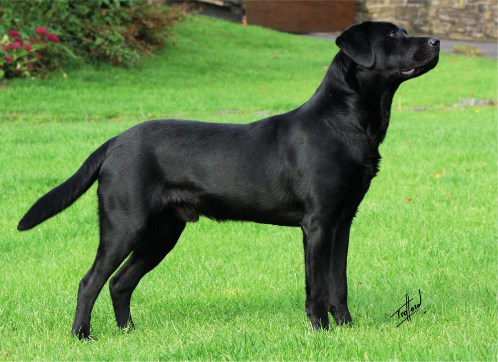 Fenway Brock a good looking working Labrador Similarly there is equal disparity - photo 3