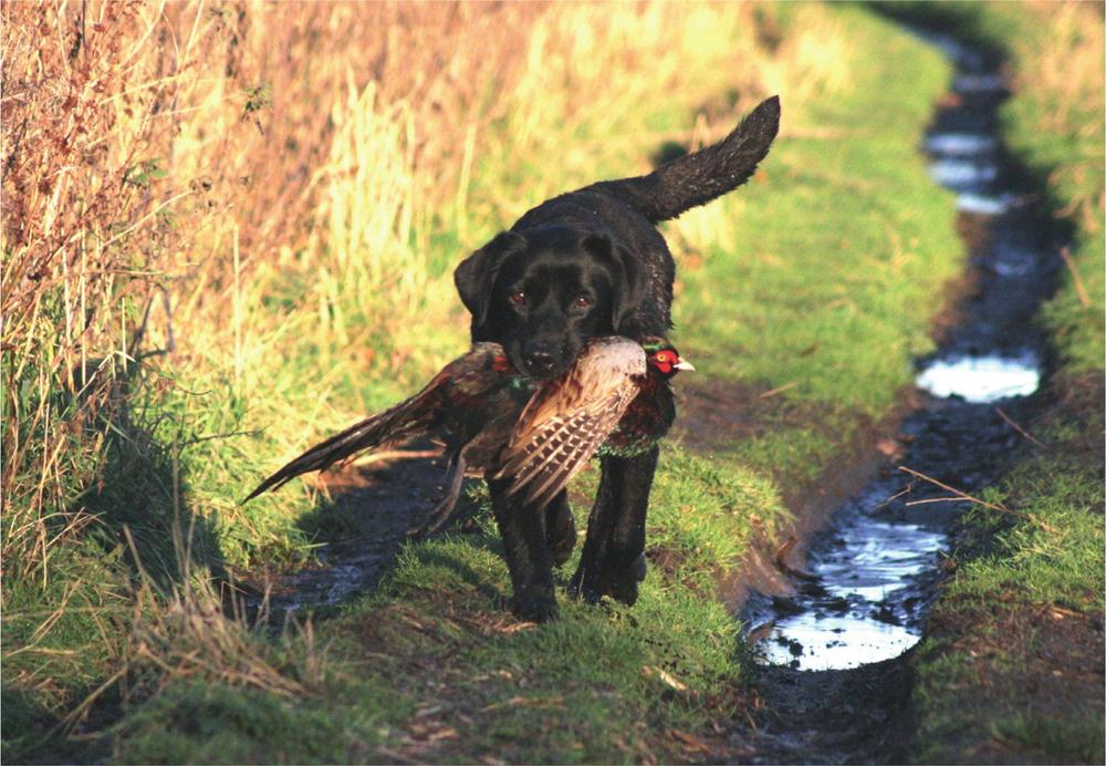 A bitch combining show and working breeding proving her skill as a shooting dog - photo 4