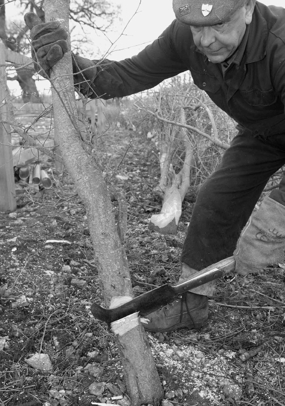 HEDGES and HEDGELAYING A GUIDE TO PLANTING MANAGEMENT AND CONSERVATION - photo 1