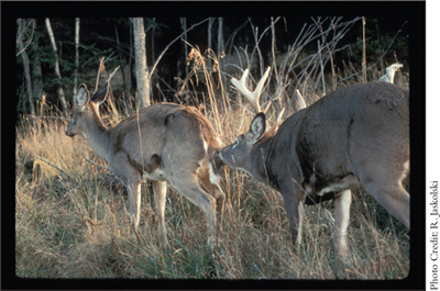 Chapter One Anatomy of the Rut Real-World Timing The whitetail deer breeding - photo 4