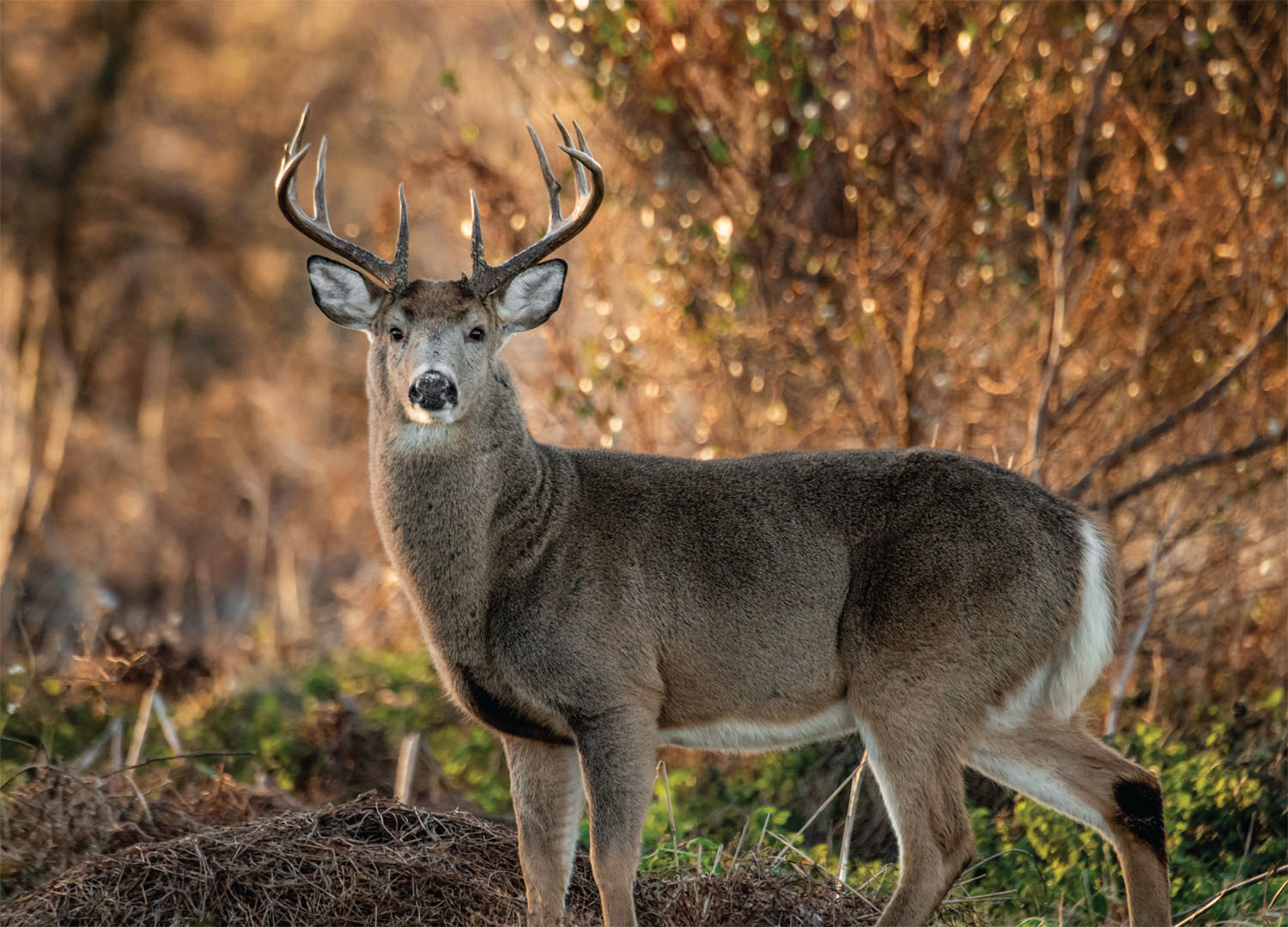 White-tailed deer buck Photo Credit Getty Images THE DEER SPECIES OF NORTH - photo 5