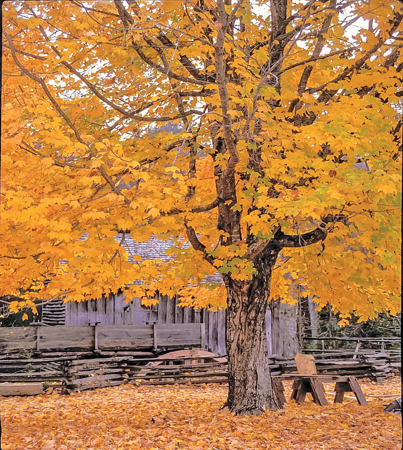 maple tree in front of Cable Mill Newfound Gap after sunset in the summer - photo 6