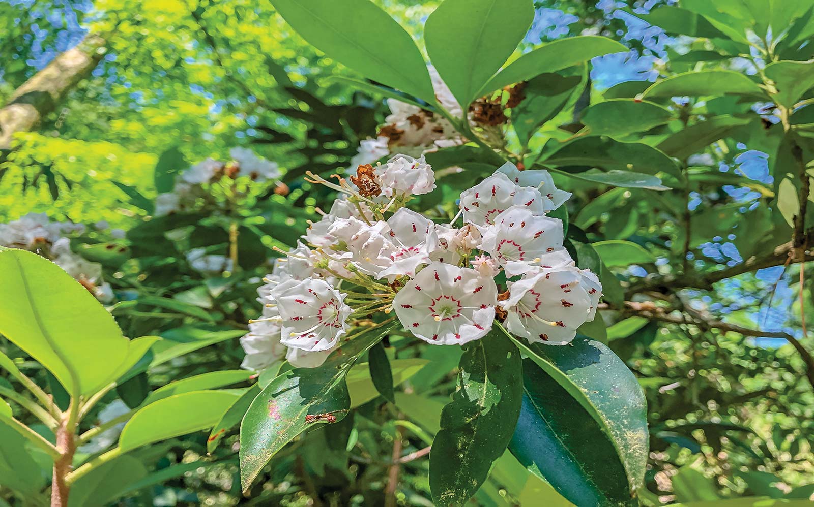 mountain laurel blooming in early summer Cades Cove Loop fresh cut f - photo 8