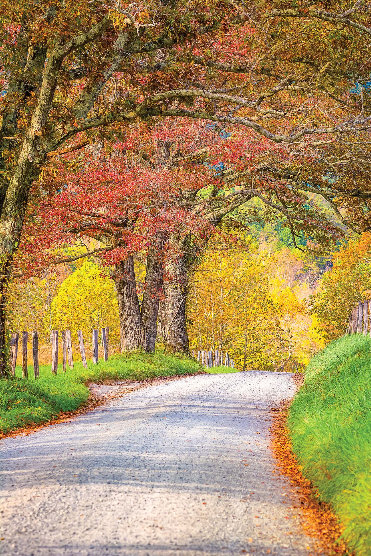 Find Fall Color To see the mountains awash in color bike or drive Go - photo 17