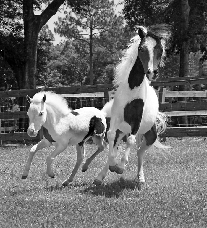 Then there was our miniature donkey Bart and two miniature horses Molly and - photo 2