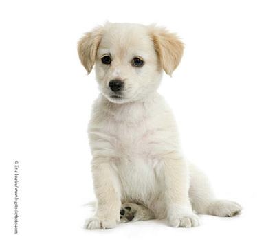 Playful Puppies Bible - image 2