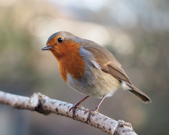 European robin Erithacus rubecula A Familiar Bird What kind of a bird is - photo 4