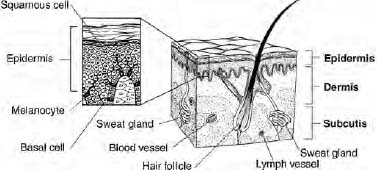 Epidermis The top layer of skin is the epidermis The epidermis is thin - photo 3