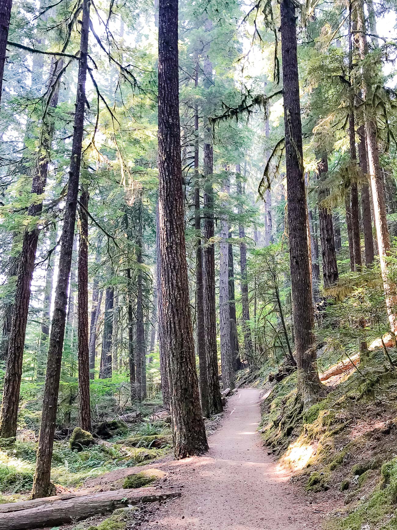 trail to Bagby Hot Springs Timothy Lake - photo 12