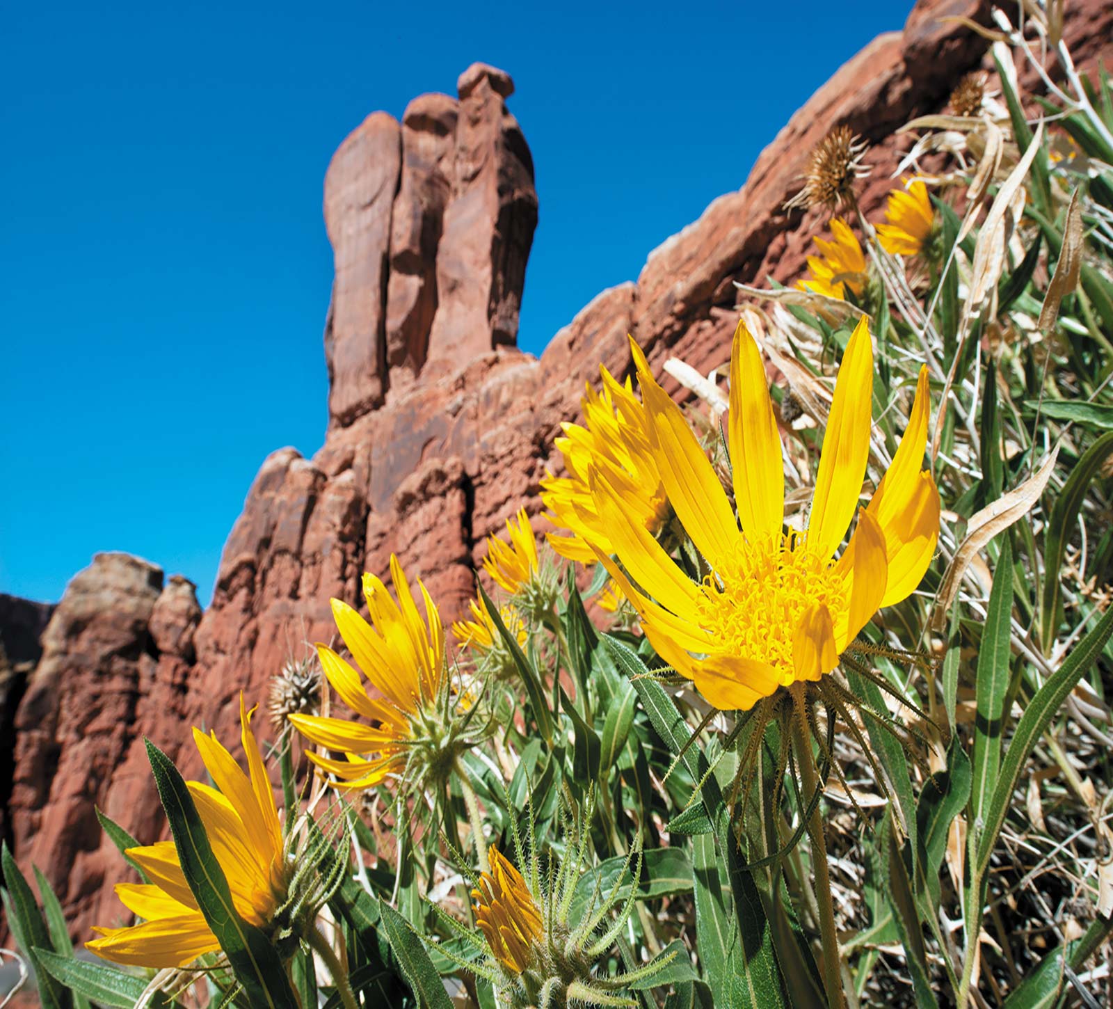 Rough Mules Ear grow in Arches National Park Mesa Arch Beyond the national - photo 11