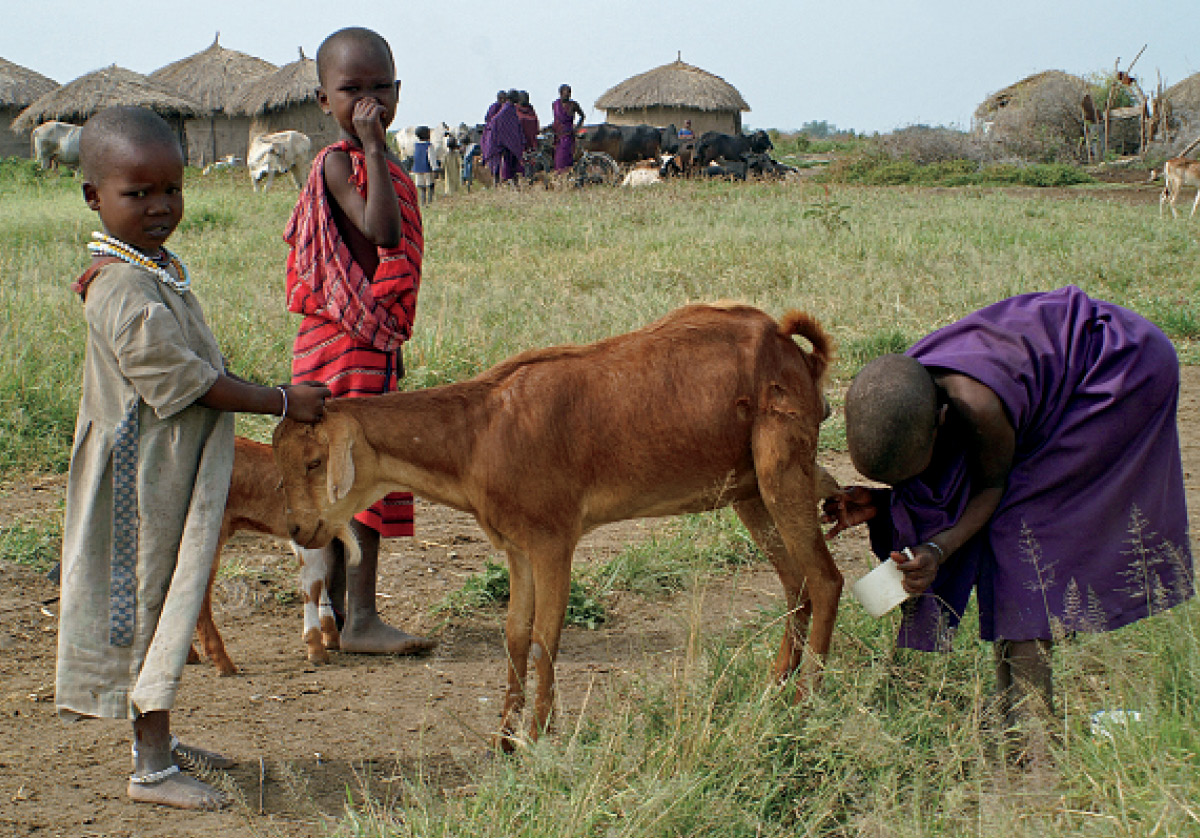 A child in Kenya milks the family goat IMAN MP HEJIBOER At Dark Creek - photo 3