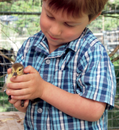 At Dark Creek Farm we love our Muscovy ducks Alexander makes friends with this - photo 4