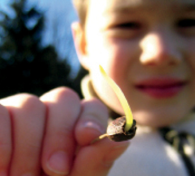 Seeds are packed with all the nutrients young plants need to start growing TOM - photo 5