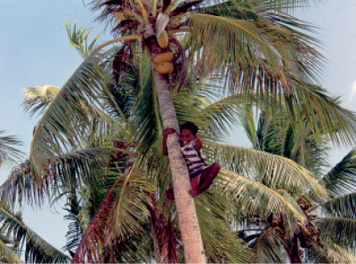 Children in the Solomon Islands climb palm trees to harvest coconuts NADINE - photo 6