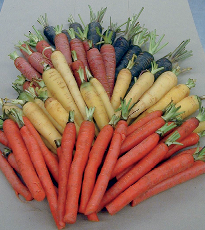 Carrots come in many sizes shapes and colors TEXAS AM AGRILIFE - photo 11