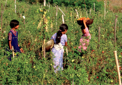 Children pick fresh tomatoes at a farm in India NIKHIL - photo 1