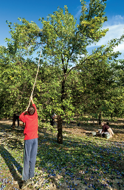 A young child in this family of Romanian farmers uses a long stick to beat the - photo 2