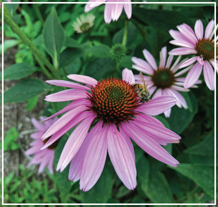 Honeybee on echinacea flower Beekeeping today is not the same as it was in - photo 7