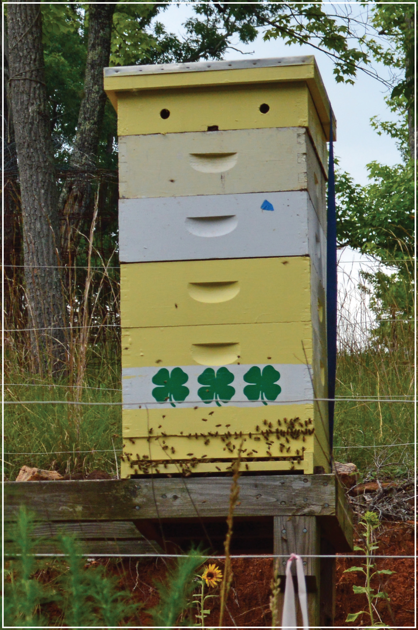 Tall beehive I recommend beginning your beekeeping journey at least six months - photo 8