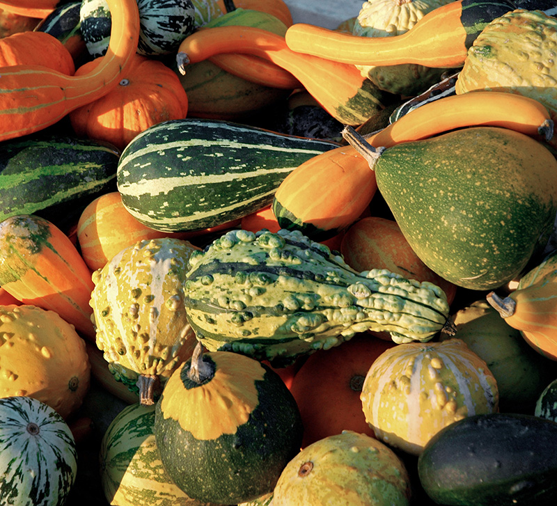 A wide selection of squash varieties grown in and around Manassas A - photo 7