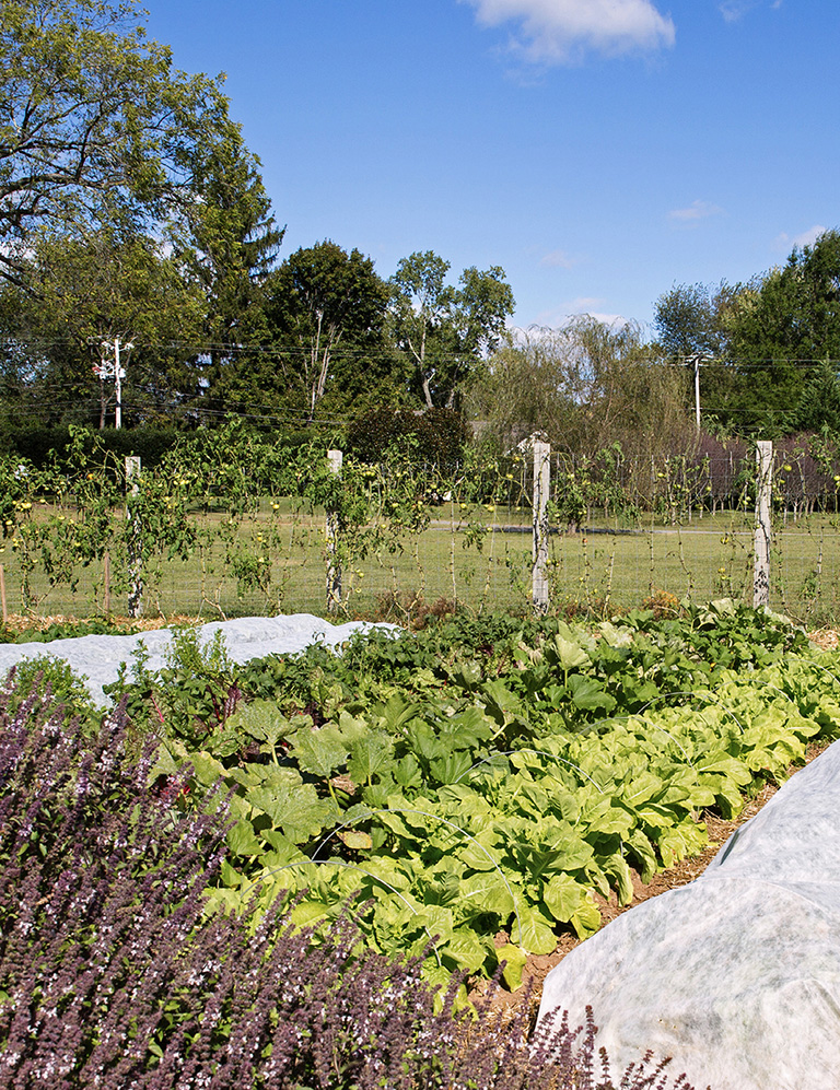 A backyard garden thrives in Rappahannock County WELCOME TO GARDENING IN - photo 8