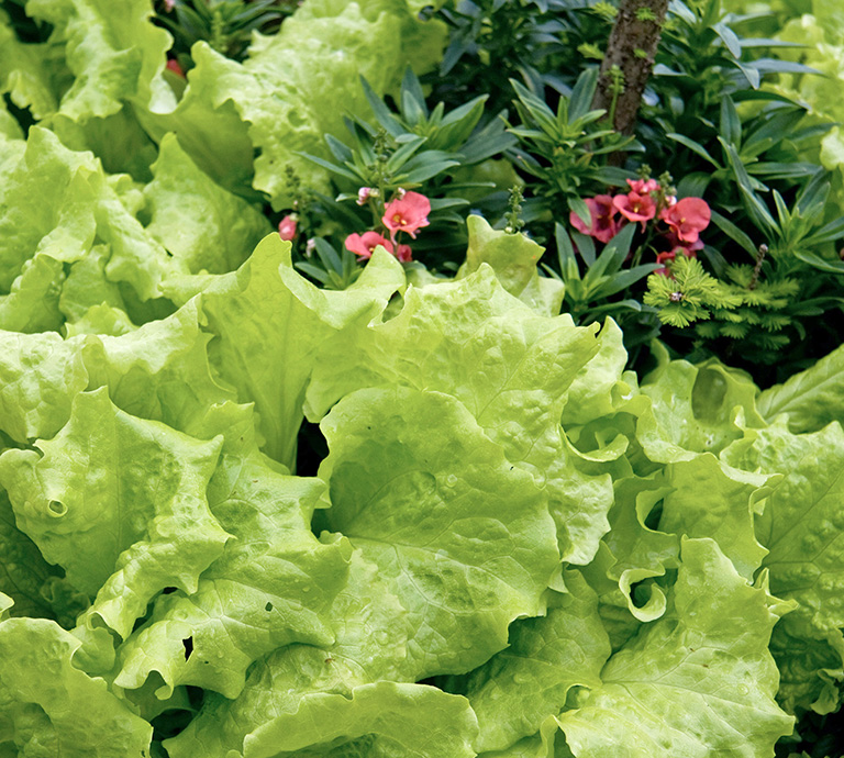 Romaine lettuce grows happily alongside ornamental twinspur in a Murrells Inlet - photo 7