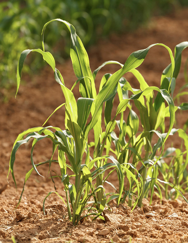 Young corn thrives in a rural South Carolina vegetable garden WELCOME TO - photo 8