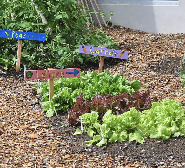 A backyard vegetable garden in Chapel Hill locates plantings with colorful - photo 7