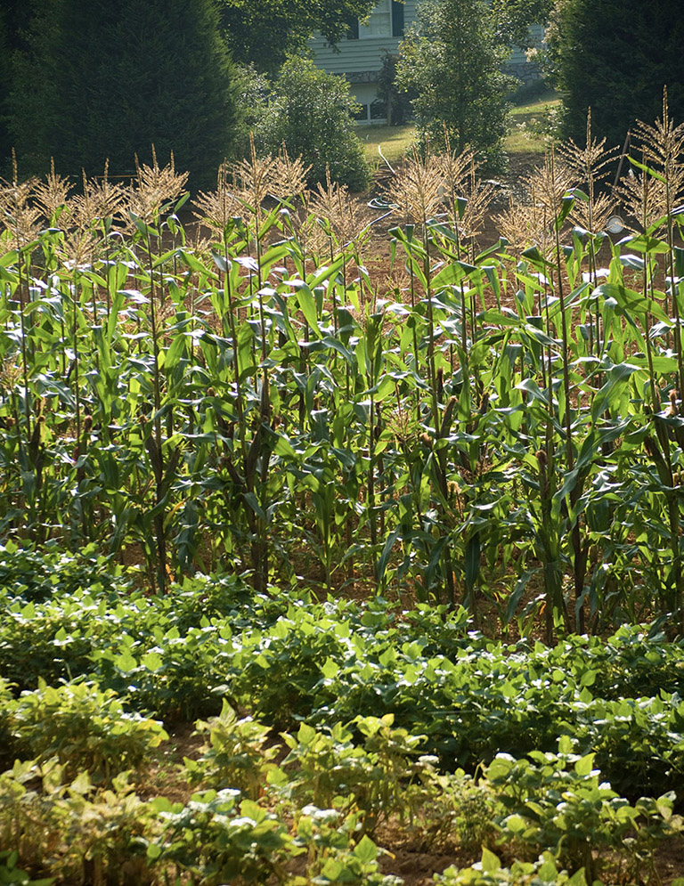 This rural North Carolina garden produces a bounty of corn and beans WELCOME - photo 8