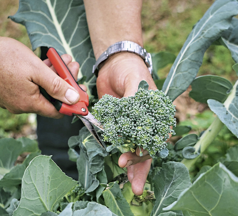 Its broccoli harvest time in a Georgia backyard garden Collard greens ready - photo 7