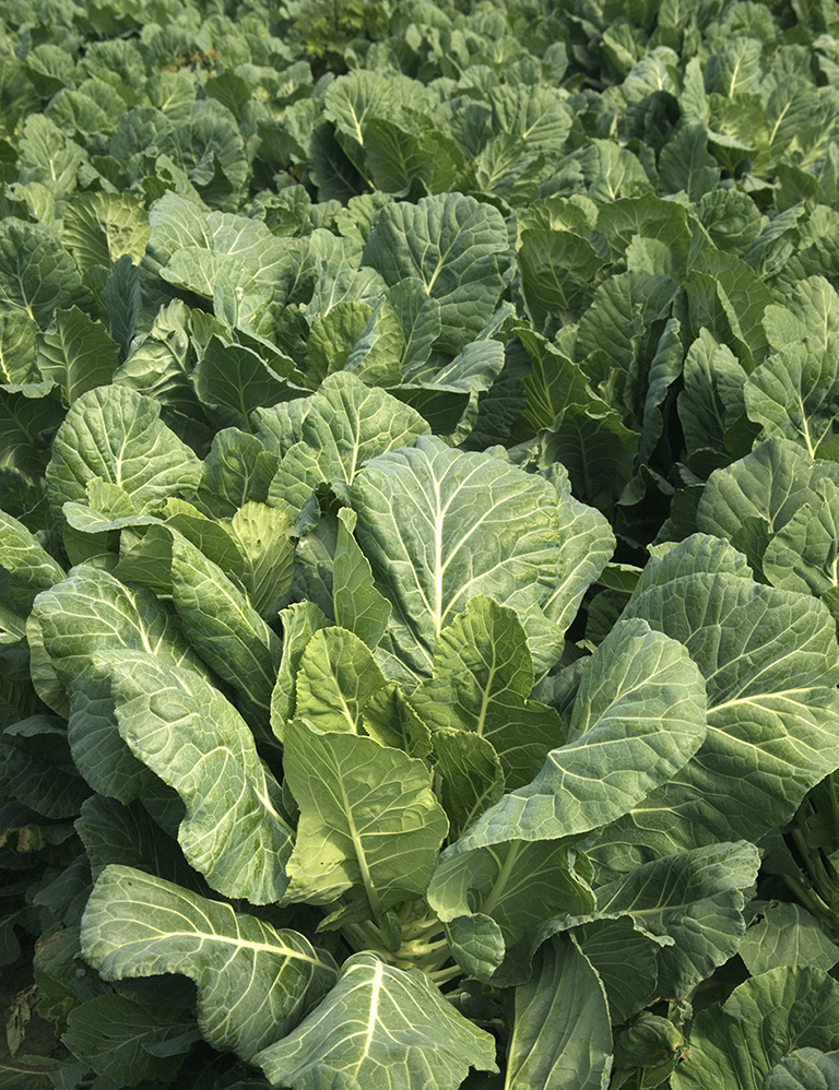 Collard greens ready for harvest in a Moultrie home garden WELCOME TO - photo 8