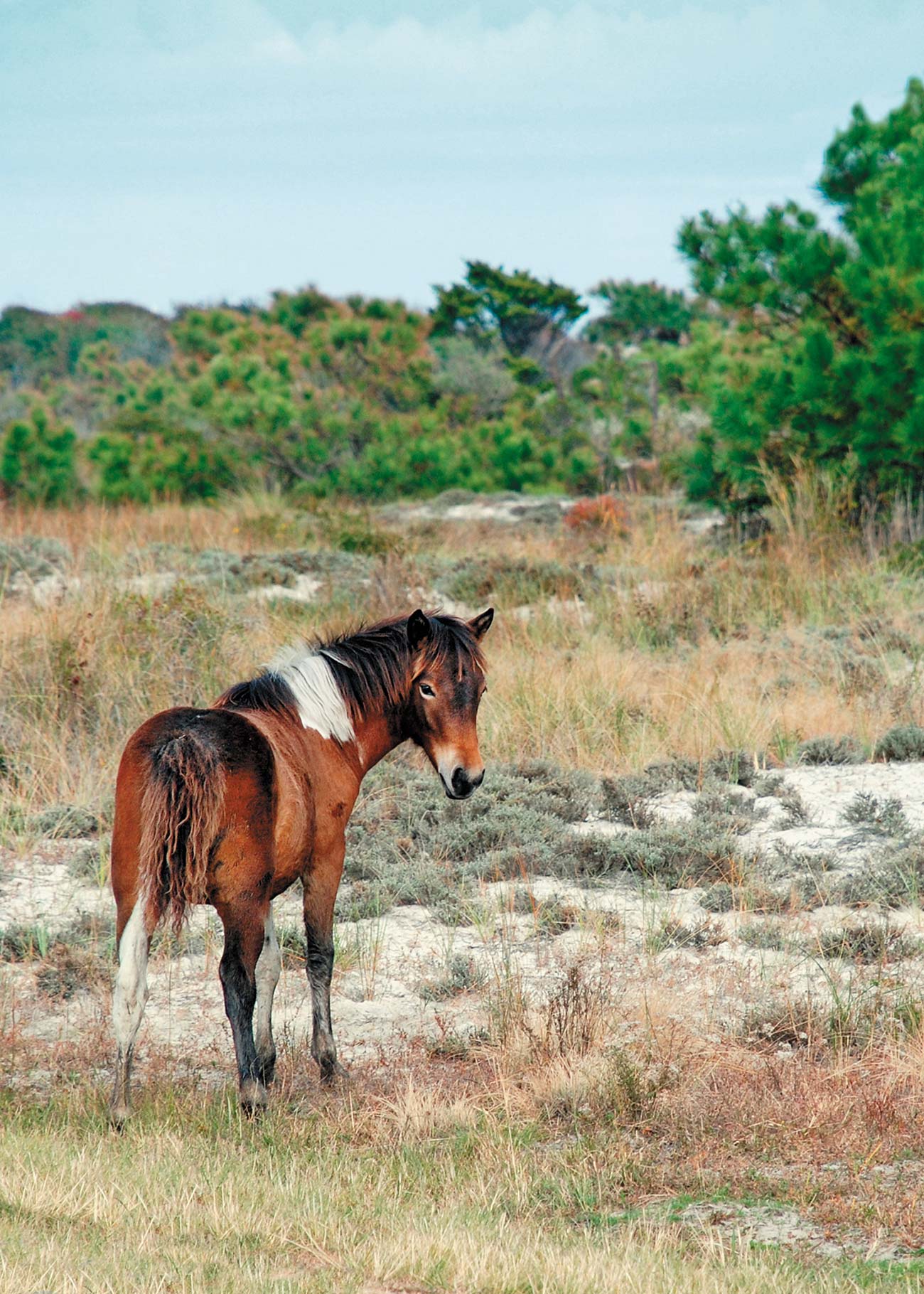 wild pony on Assateague Island downtown Annapolis Mathe - photo 6