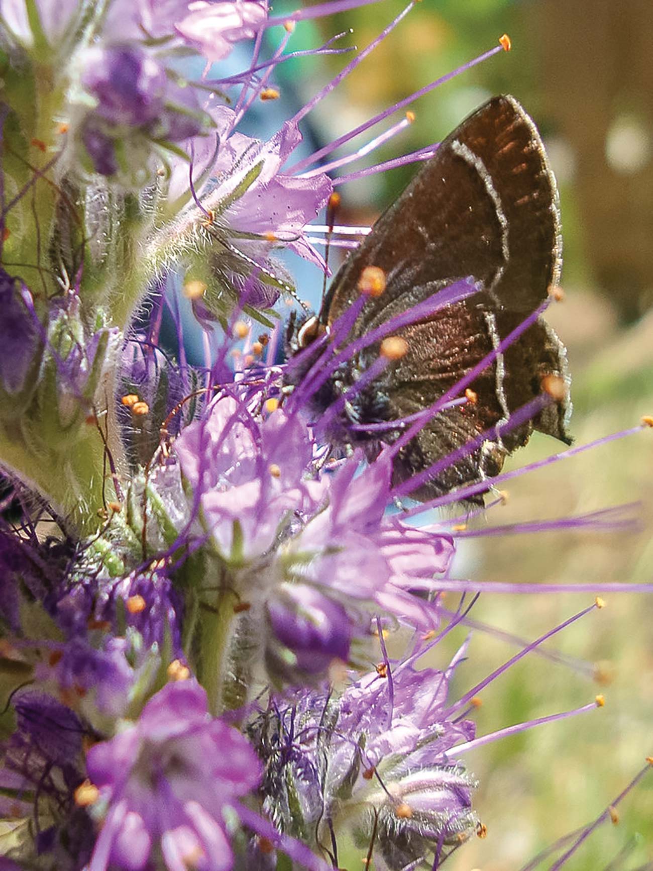 a butterfly among purple flowers mountain goats on Quandary Peak In 1806 - photo 7