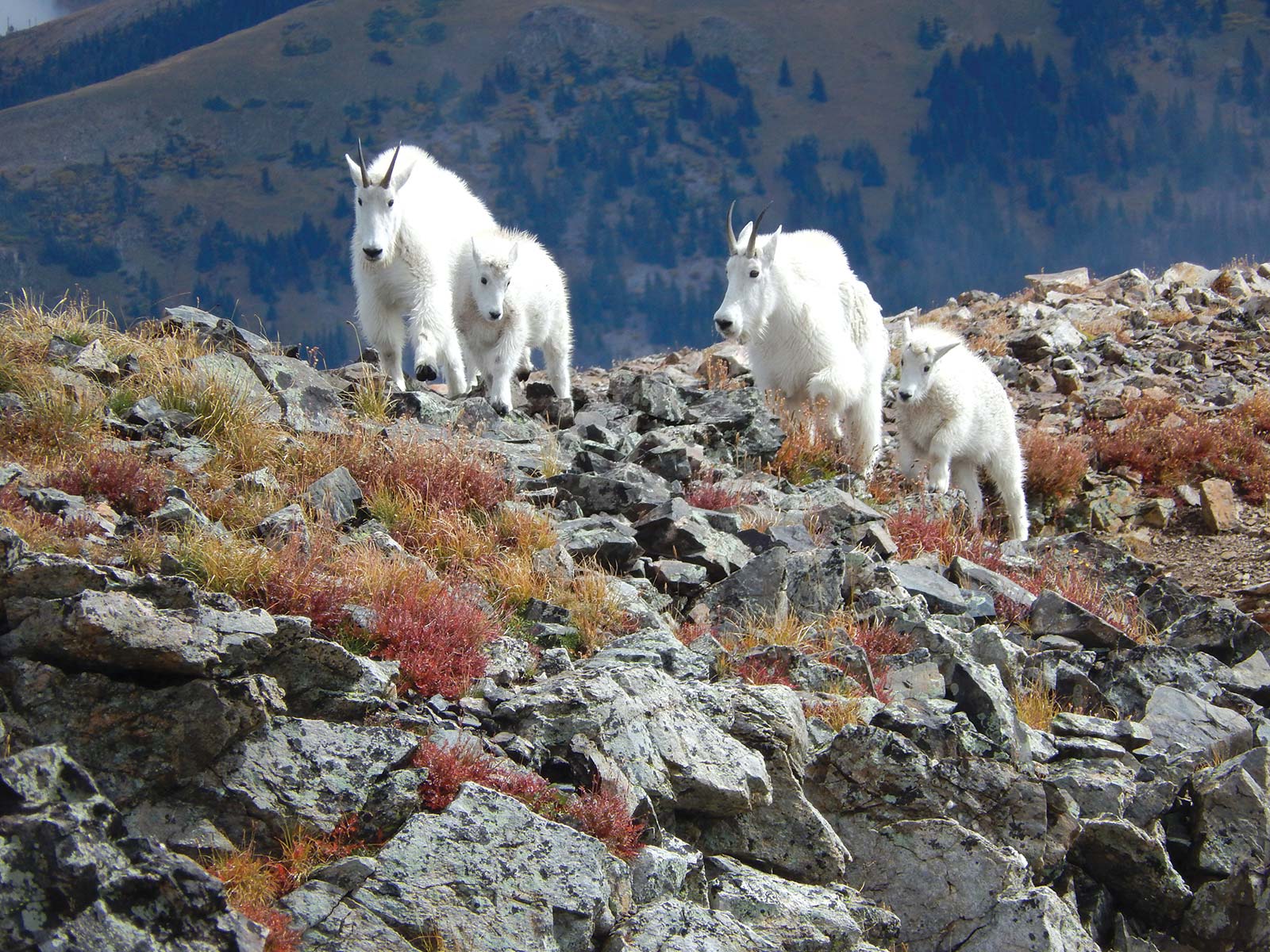 mountain goats on Quandary Peak In 1806 after weeks of trudging west across - photo 8