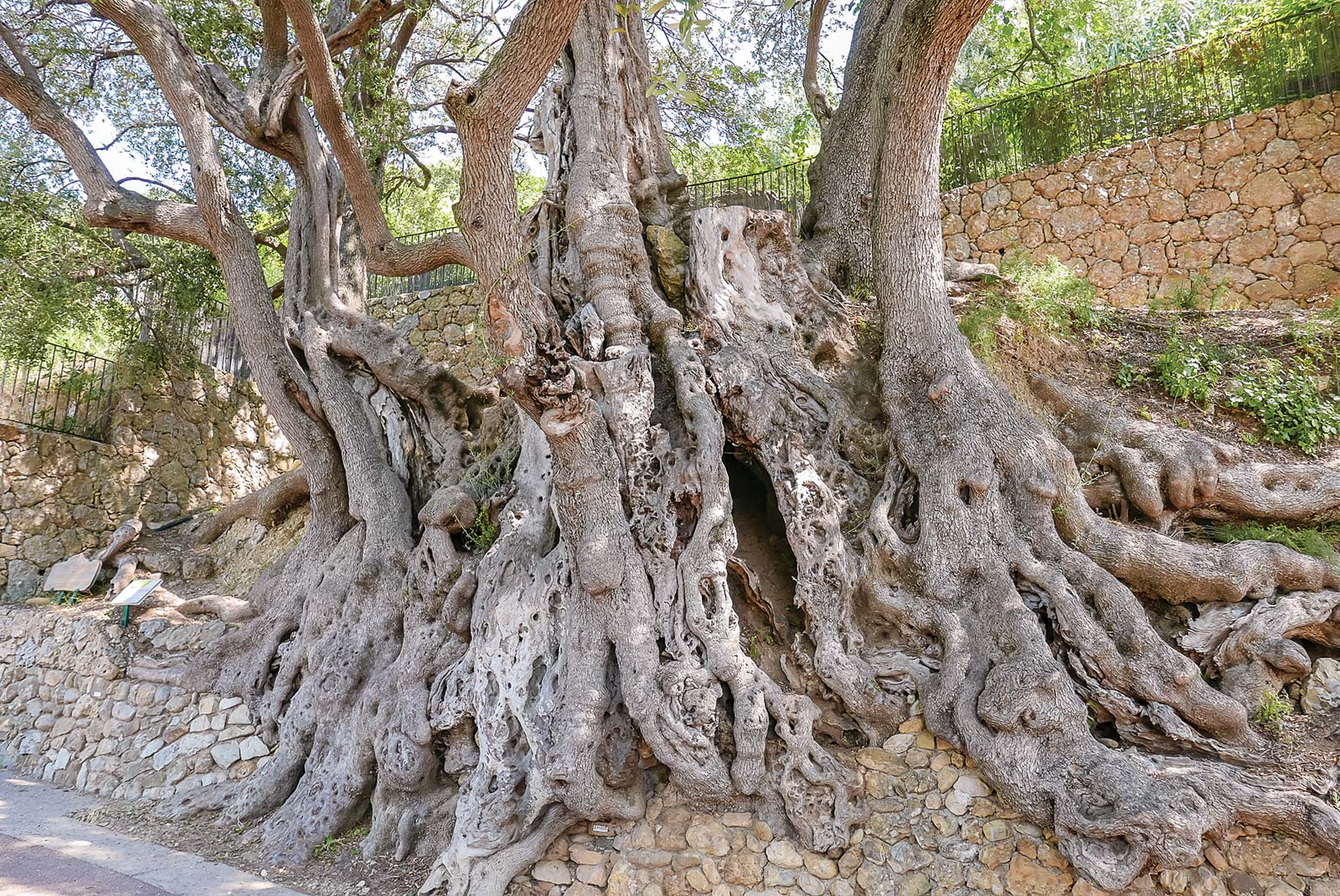 olive tree in Roquebrune the dock at Club 55 in Ramatuelle - photo 11