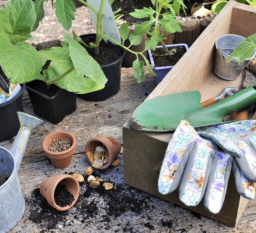 Seeds and seedlings set the stage for a successful vegetable garden In - photo 3