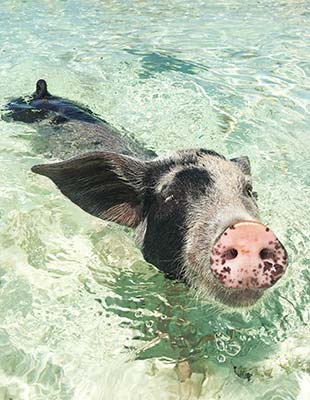 the swimming pigs of The Exumas a sailboat in The Abacos After spending - photo 6