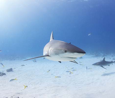 reef shark pink flamingos at Ardastra Gardens Nassau - photo 9