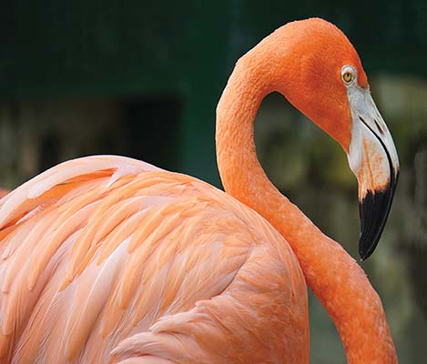 pink flamingos at Ardastra Gardens Nassau Blue Holes Explore the - photo 10