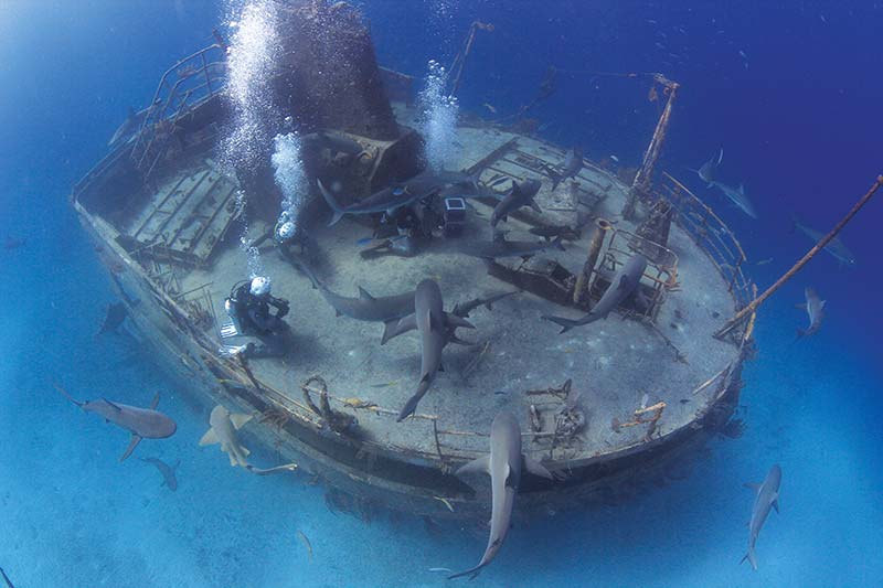 Diving Snorkeling Explore shipwrecks sculptures coral reefsand dive with - photo 16