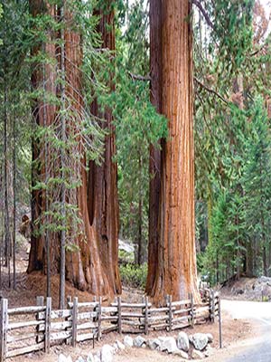 giant sequoias Carmel Mission Wide-open spaces draw visitors and locals to - photo 10