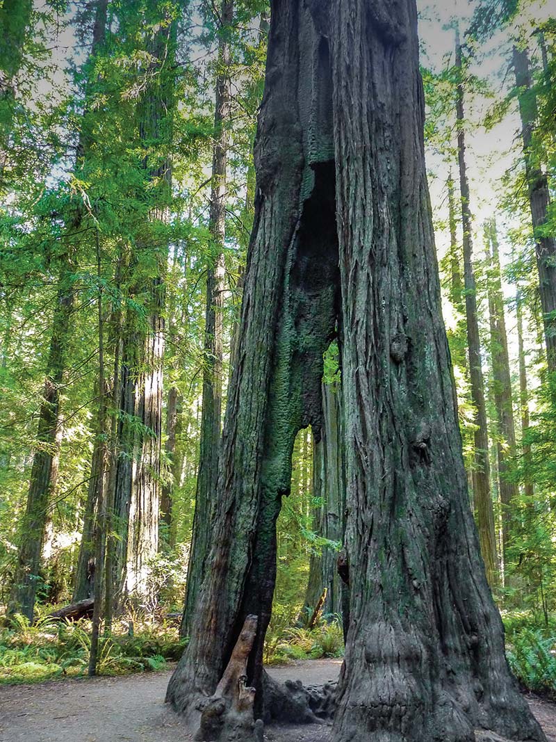 Wander amid Redwoods No visit to California is complete without cruising along - photo 18